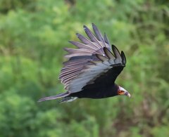 Cathartes burrovianus image