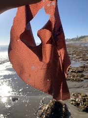 Chondracanthus exasperatus