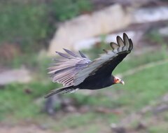 Cathartes burrovianus