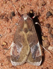 Bertholdia