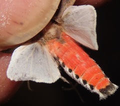 Bertholdia