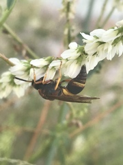 Euodynerus crypticus