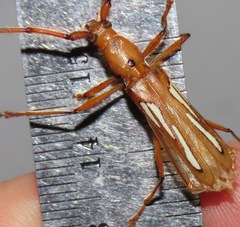 Eurymerus eburioides