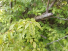 Carpinus orientalis