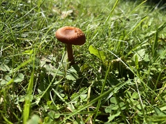 Laccaria laccata