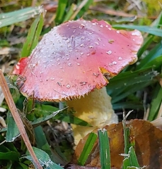Amanita parcivolvata