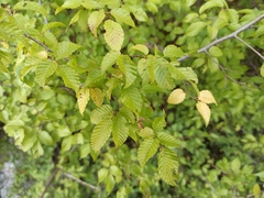 Carpinus orientalis