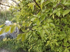 Carpinus orientalis