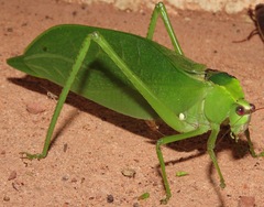 Stilpnochlora incisa