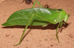 Stilpnochlora incisa