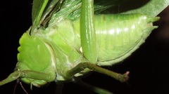 Stilpnochlora incisa