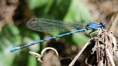 Argia extranea
