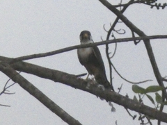 Falco femoralis