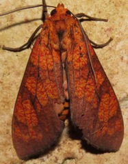 Elysius