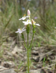 Centaurium