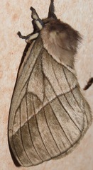 Pseudodirphia