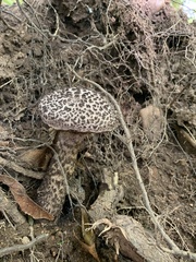 Strobilomyces
