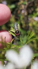 Syrphidae