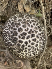 Strobilomyces