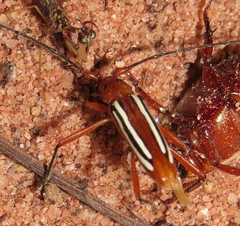 Cerambycinae