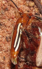 Cerambycinae