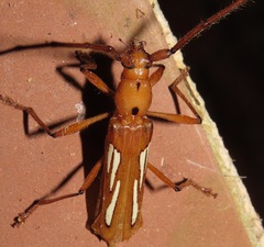 Eurymerus eburioides
