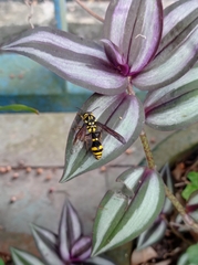 Pareumenes quadrispinosus