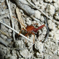 Crinocerus sanctus