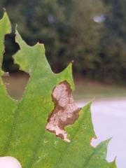 Coptotriche castaneaeella