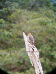 Melanerpes hoffmannii