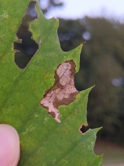 Coptotriche castaneaeella