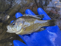 Lepomis macrochirus × cyanellus