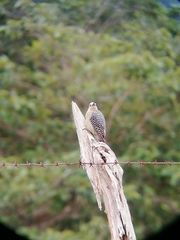 Melanerpes hoffmannii
