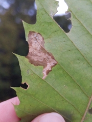 Coptotriche castaneaeella