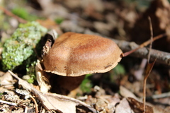 Cortinarius anomalus