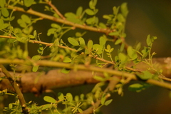 Geoffroea decorticans