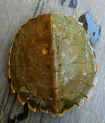 Notochelys platynota