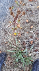 Grindelia integrifolia