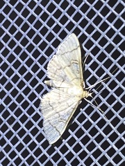 Blepharomastix ranalis