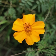 Tagetes tenuifolia