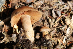 Cortinarius anomalus