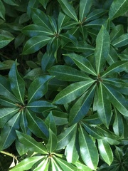 Ericaceae