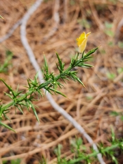 Ulex minor