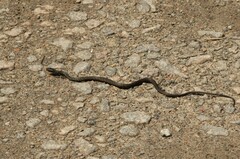 Chironius bicarinatus