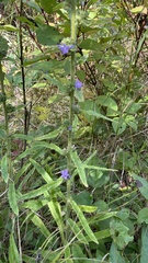 Campanula cervicaria