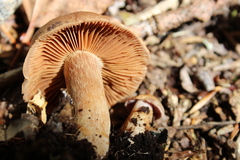 Cortinarius anomalus