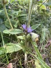 Campanula cervicaria
