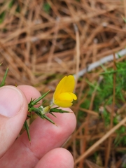Ulex minor
