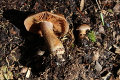 Cortinarius anomalus