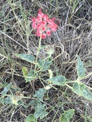 Nyctaginia capitata